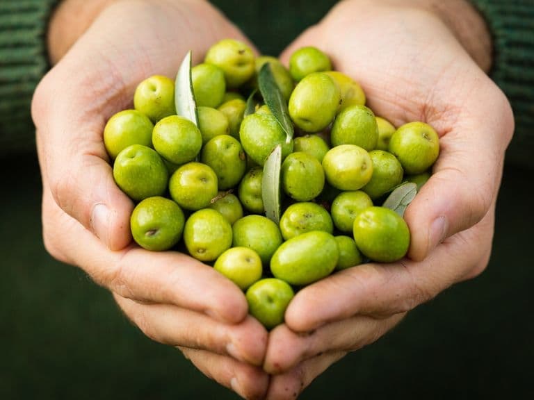 Polifenoles del Aceite de Oliva: Qué Son y Para Qué Sirven Polifenoles del Aceite de Oliva: Qué Son y Para Qué Sirven