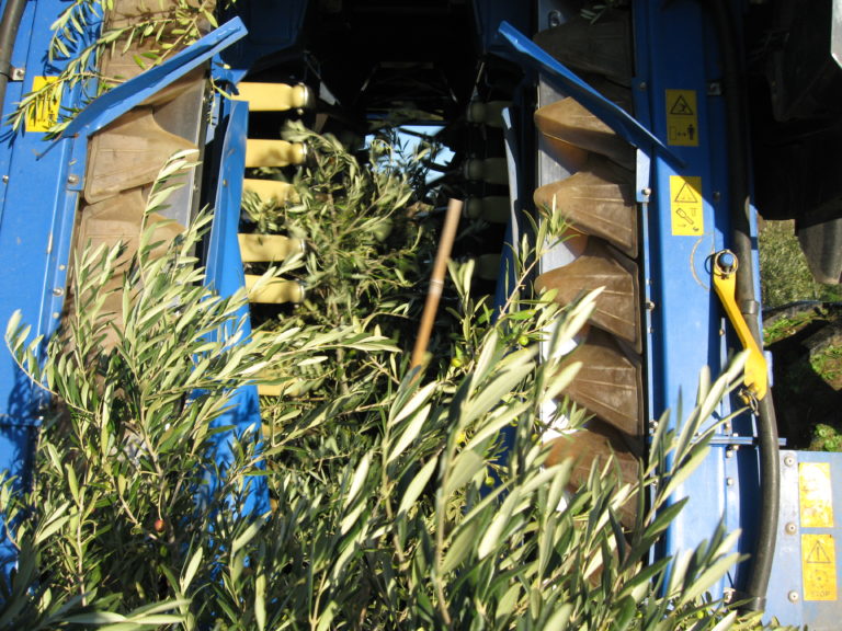 desbrozadora separando las ramas de las olivas