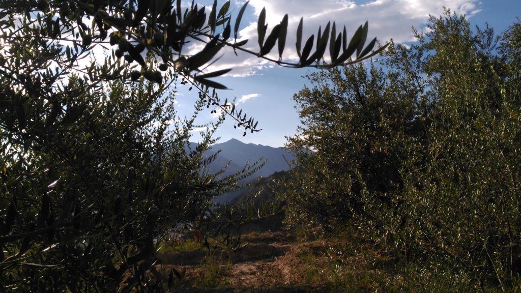 imagen de campo de olivos en Mendavia